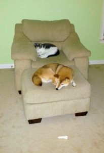 A cat and a dog trying to share a sofa