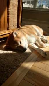 Sleeping Shiba Inu