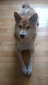 Shiba Inu laying on the floor