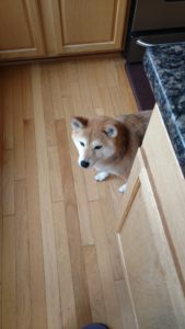 Shiba peeking around the corner