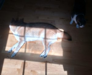 Shiba sleeping in the sun