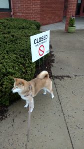 Shiba in front of a sign