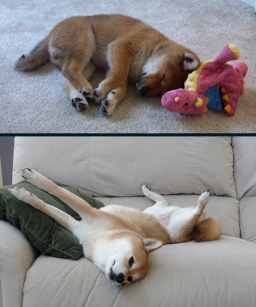 My shiba inu, Mari, back when she was a puppy and now.  