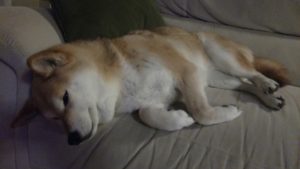 Shiba trying to sleep