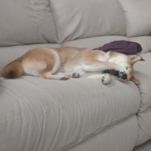 Shiba Inu yawning