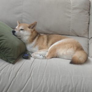 Shiba resting on the couch