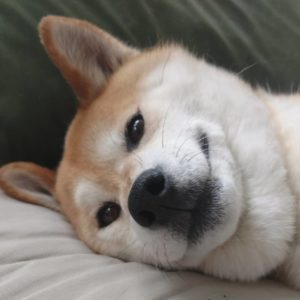 Shiba Inu face