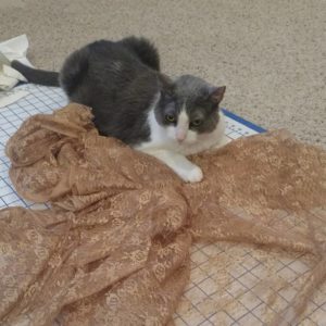 My cat laying on fabric