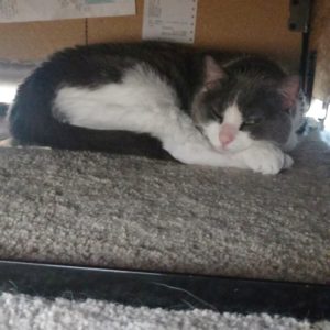 Cat hiding under a sofa trying to sleep