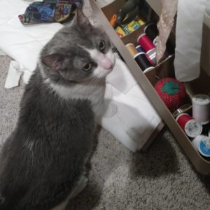 Cat in front of a sewing table