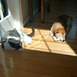 Shiba Inu and cat sharing a sunbeam on the floor