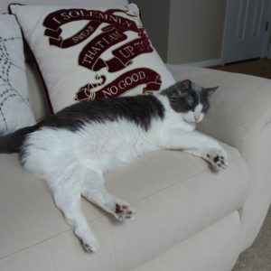 Cat sleeping on a couch with a Marauder's Map pillow.