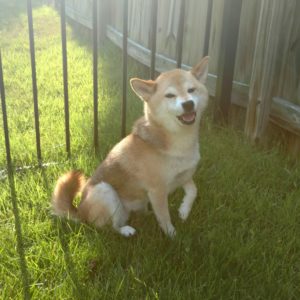 Shiba Inu in the grass