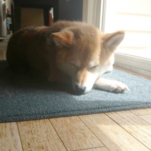 Shiba Inu sleeping